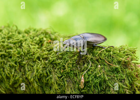 Weiblicher Hirschkaefer, Lucanus Cervus, weibliche Hirschkäfer Stockfoto