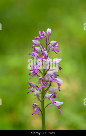 Helm-Knabenkraut, Orchis Militaris, militärische Orchidee Stockfoto