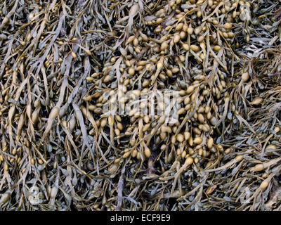 Ei-Wrack-Algen, Ascophyllum nodosum Stockfoto