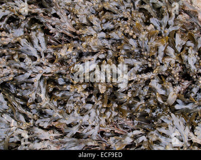 Blase Wrack Algen, Fucus vesiculosus Stockfoto