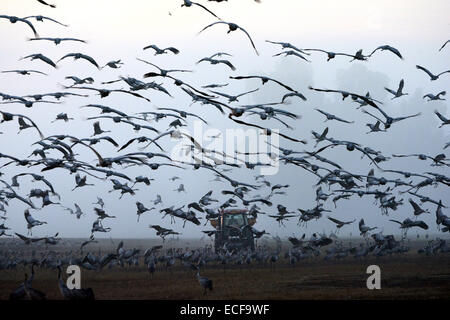 Mehr als 37.000 wandernden Kraniche wurden im Hula-Tal, Nordisrael gesehen. Das Hula-Tal ist eine wichtige Zwischenstation auf dem Weg nach Afrika, wobei eine geschätzte 500 Millionen Zugvögel die Hula Lake Park jedes Jahr passieren. © Laura Chiesa/Pacific Press/Alamy Live-Nachrichten Stockfoto