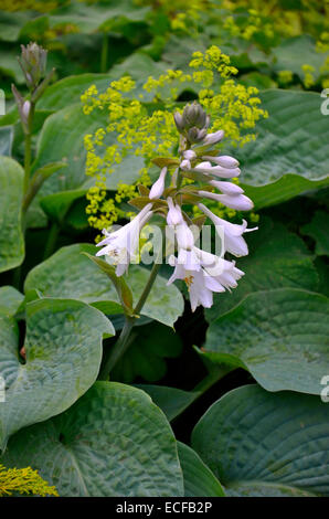 Nahaufnahme einer Blüte Hosta sieboldiana-'Elegans' Stockfoto