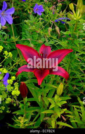 Nahaufnahme der Asiatic Lilie "Black Out" in einem Garten Grenze Stockfoto