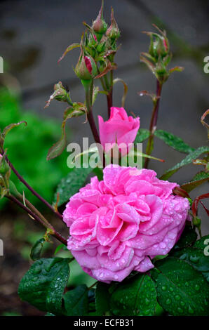 Blüte Rosa 'Gertrude Jekyll' mit Regentropfen Stockfoto