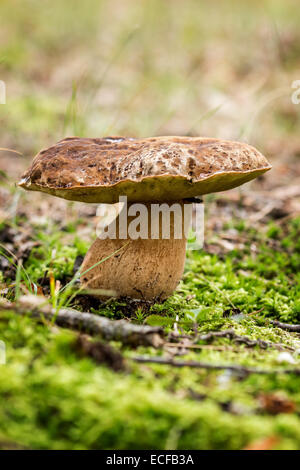 Steinpilze Pilze auf dem Moos (Boletus Edulis) Stockfoto