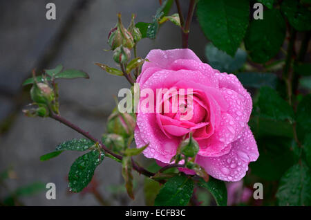 Blüte Rosa 'Gertrude Jekyll' mit Regentropfen Stockfoto