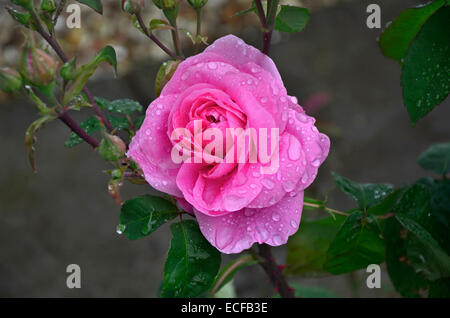 Blüte Rosa Gertrude Jekyll mit Regentropfen in enger Stockfoto