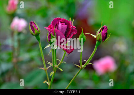 Blüte Rosa "William Shakespeare" mit Regentropfen öffnen Stockfoto