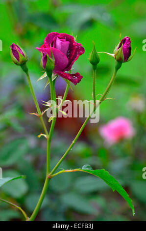 Blüte Rosa "William Shakespeare" mit Regentropfen öffnen Stockfoto