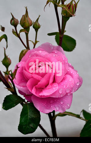 Blüte Rosa Gertrude Jekyll mit Regentropfen Stockfoto