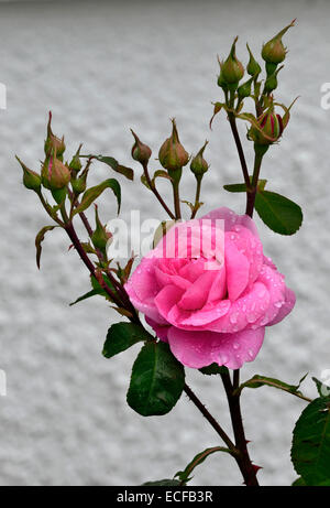 Blüte Rosa Gertrude Jekyll mit Regentropfen Stockfoto