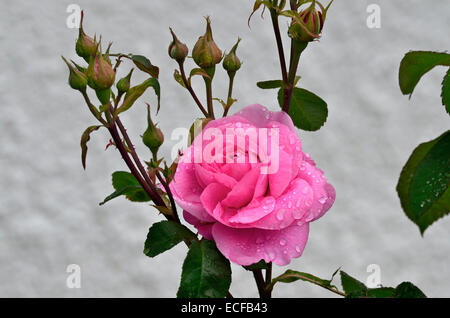 Blüte Rosa Gertrude Jekyll mit Regentropfen in enger Stockfoto