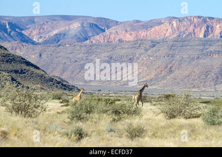 Zwei Giraffen sind in der namibischen Vegetation wandern. Stockfoto