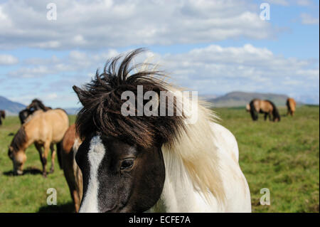 Islandpferde, Island, Juli 2012 Stockfoto