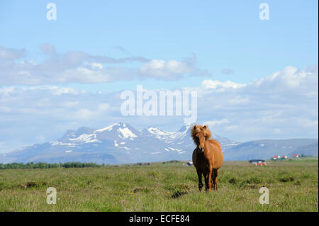 Islandpferde, Island, Juli 2012 Stockfoto