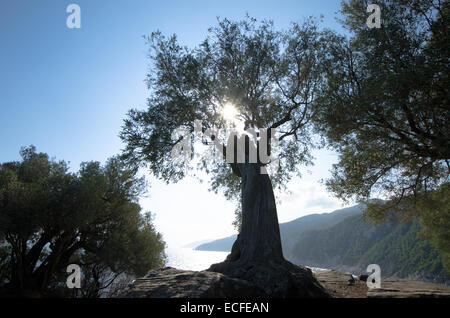 Olivenbaum neben und hinter Mamma Mia Kapelle Agios Ioannis, Ansicht Süd entlang der Küste von Skopelos, griechische Insel. Oktober. Stockfoto