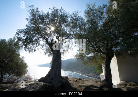 Olivenbäume, neben und hinter Mamma Mia Kapelle Agios Ioannis, Ansicht Süd entlang der Küste von Skopelos, griechische Insel. Oktober. Stockfoto