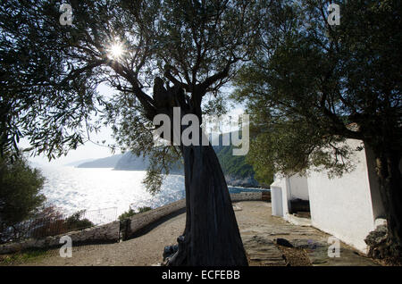 Olivenbaum neben und hinter Mamma Mia Kapelle Agios Ioannis, Ansicht Süd entlang der Küste von Skopelos, griechische Insel. Oktober. Stockfoto