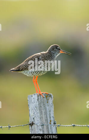 Rotschenkel (Tringa Totanus), Insel Flatey, Island. Juli 2012 Stockfoto