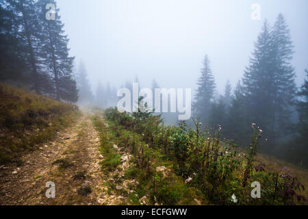 Mystische Tiefe Nebel in einem Wald, Ukraine, mountauns Stockfoto