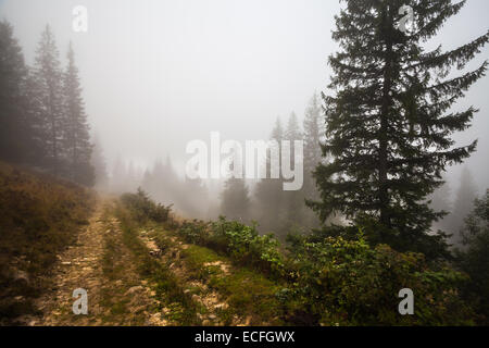 Mystische Tiefe Nebel in einem Wald, Ukraine, mountauns Stockfoto
