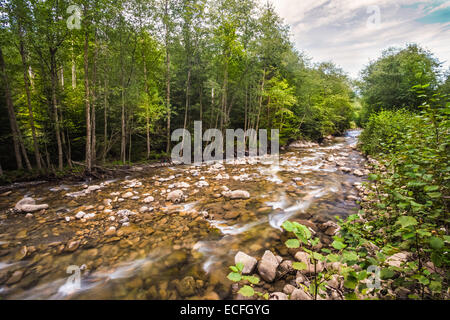 Schöne Berge Landschaft in Karpaten, Ukraine, Sommer Stockfoto