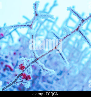 Zweige von Bäumen und roten Beeren bedeckt mit Schnee in Frost im Winter, closeup Stockfoto