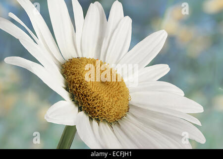 Nahaufnahme einer schönen Daisy Blume in der Natur Stockfoto