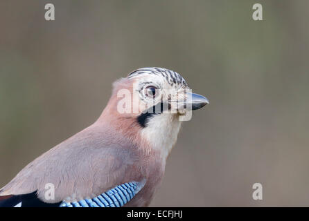 Jay, Garrulus Glandarius, einziger Vogelkopf geschossen, Warwickshire, Dezember 2014 Stockfoto