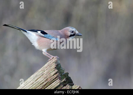 Jay, Garrulus Glandarius, einzelne Vogel auf Zweig, Warwickshire, Dezember 2014 Stockfoto
