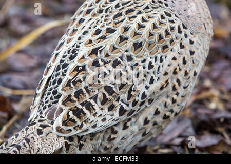 Eine weibliche gemeinsame Fasan (Phasianus Colchicus) UK. Stockfoto