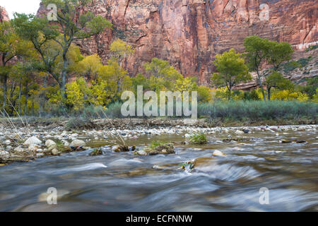 Virgin River im Zion National Park im November mit wechselnden Blätter und schöne rote Klippen Stockfoto