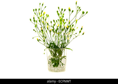 Blumen in einem Glas isoliert auf weiss Stockfoto