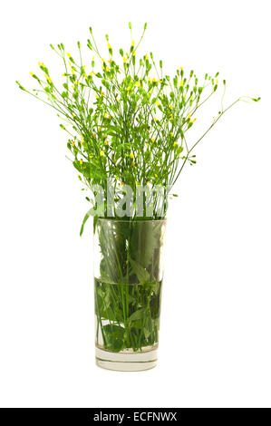 Blumen in einem Glas isoliert auf weiss Stockfoto