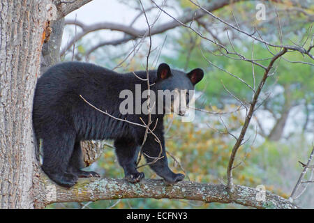 Ein junger schwarzer Bär, die auf eine hohe Tulip poplar tree branch im Herbst stieg Stockfoto