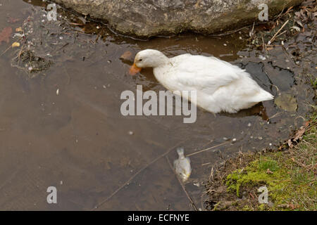 Eine weiße Ente Grünfutter in verschmutzten Wasser neben einem Toten und schwimmende Fische Stockfoto