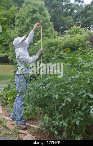 Eine junge weibliche gut in Schutzkleidung abgedeckt reicht bis in eine Unterstützung Pol für Tomatenpflanzen im Sommergarten zu Hammer Stockfoto