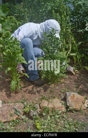 Ein junge weibliche Gärtner gut abgedeckt in Schutzkleidung Kniebeugen auf Unkraut einen dicken Patch der Gemüsepflanzen in einem Sommer Stockfoto