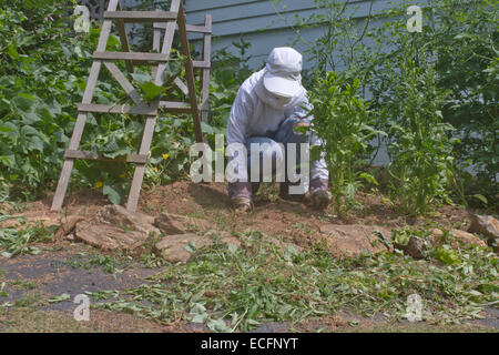 Ein junge weibliche Gärtner gut abgedeckt in Schutzkleidung Kniebeugen auf Unkraut einen dicken Patch der Gemüsepflanzen in einem Sommer Stockfoto