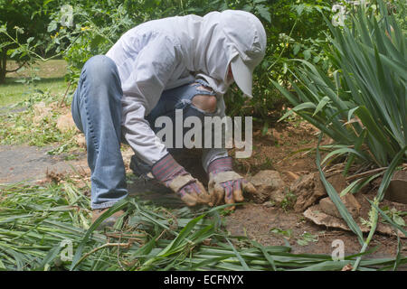 Ein junge weibliche Gärtner gut abgedeckt in Schutzkleidung Kniebeugen auf Unkraut einen dicken Patch der Gemüsepflanzen in einem Sommer Stockfoto