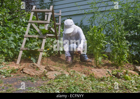 Ein junge weibliche Gärtner gut abgedeckt in Schutzkleidung Kniebeugen auf Unkraut einen dicken Patch der Gemüsepflanzen in einem Sommer Stockfoto