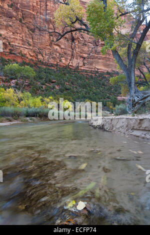 Nachmittag im November im Zion National Park mit Blätter im Herbst Wandel ab Stockfoto