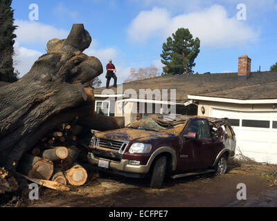 San Jose, Kalifornien - 13. Dezember 2014 bewertet ein Inspektor die Schäden an ein Haus von einem Baum umfallen bei Starkregen Sturm verursacht. Bildnachweis: Lisa Werner/Alamy Live-Nachrichten