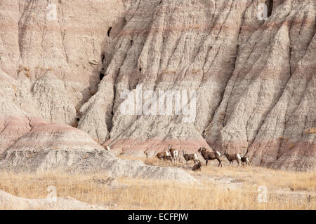 Herde Dickhornschafe in Badlands National Park Stockfoto