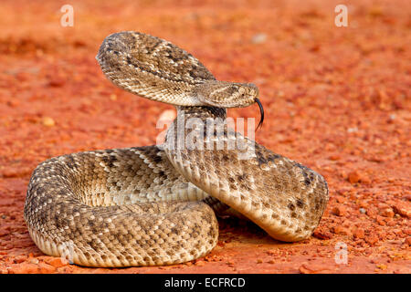 Westlichen Diamondback Klapperschlange in aggressiven Streik-pose Stockfoto