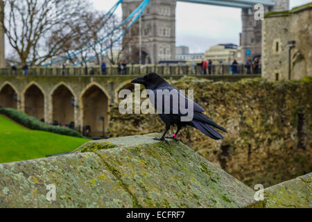 Krähe sitzt auf einer Steinmauer, Tower of London, london Stockfoto