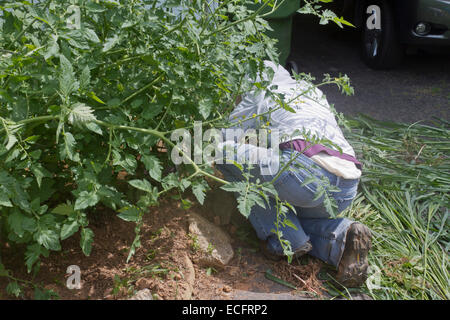 Ein junge weibliche Gärtner gut in Schutzkleidung bedeckt kniet auf Unkraut einen dicken Patch der Gemüsepflanzen in einem Sommer Stockfoto