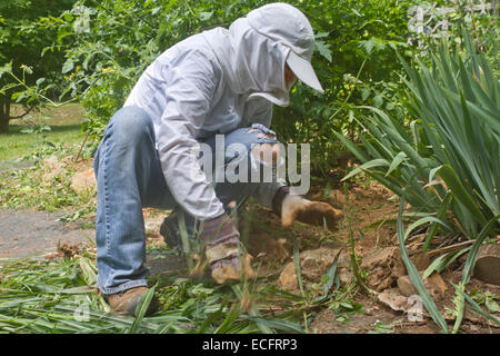 Ein junge weibliche Gärtner gut abgedeckt in Schutzkleidung Kniebeugen auf Unkraut einen dicken Patch der Gemüsepflanzen in einem Sommer Stockfoto