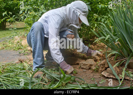 Ein junge weibliche Gärtner gut abgedeckt in Schutzkleidung Kniebeugen auf Unkraut einen dicken Patch der Gemüsepflanzen in einem Sommer Stockfoto