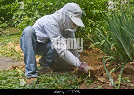 Ein junge weibliche Gärtner gut abgedeckt in Schutzkleidung Kniebeugen auf Unkraut einen dicken Patch der Gemüsepflanzen in einem Sommer Stockfoto